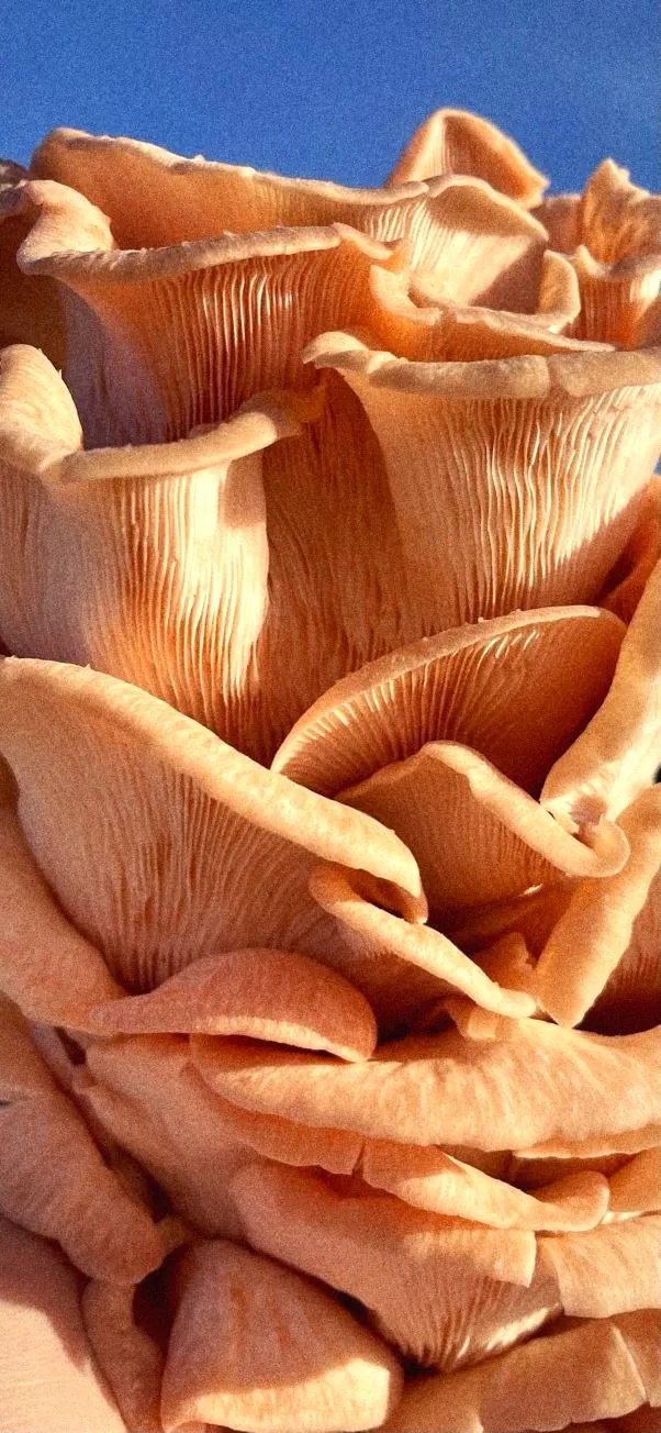 Pink oyster mushrooms against a blue sky